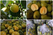 Thực hư tin đồn ăn hồng giòn bị tắc ruột