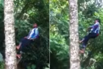 Xem cậu bé đi thẳng đứng trên cây dừa như có ma thuật