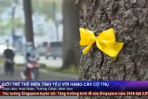 Giới trẻ Sài Gòn gắn ruy băng tạm biệt cây cổ thụ