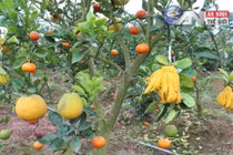 Tận mắt vườn cây 9 loại quả của lão nông Hà Nội