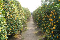 Quất, đào Tết giá “mềm” chờ khách