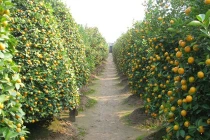 Quất, đào Tết giá “mềm” chờ khách