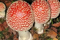 Nhận biết những loại nấm dễ gây ngộ độc