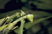 Màn giao phối tàn độc của bọ ngựa cái