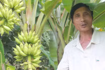 Đổ xô đi xem cây chuối trổ 2 buồng ở Đồng Nai
