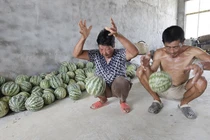 Dưa hấu nảy tưng tưng như bóng cao su không tin nổi