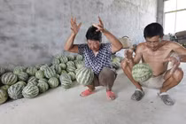 Dưa hấu nảy tưng tưng như bóng cao su không tin nổi