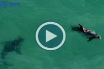 Cá mập điên cuồng cắn xé cá heo