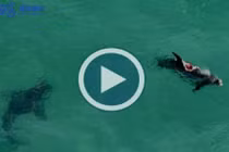 Cá mập điên cuồng cắn xé cá heo