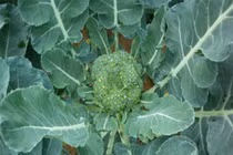 Khám phá công dụng bất ngờ của súp lơ xanh baby