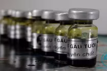 Tác hại khủng khiếp khi ăn "thần dược" mật động vật