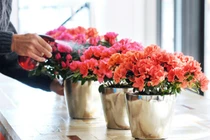 Thú sắm cây cảnh độc hại của “dân chơi” Việt