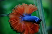 Cá Betta rồng giá bèo quyến rũ dân chơi