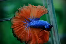 Cá Betta rồng giá bèo quyến rũ dân chơi