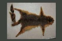 Đồng tiền nào “dị” nhất thế giới?