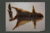 Đồng tiền nào “dị” nhất thế giới?