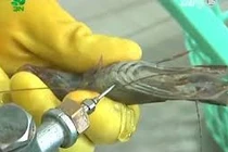 Cận cảnh công nghệ bơm tạp chất vào tôm