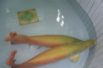 "Thú" nuôi cá cảnh khủng, tiền tỷ của đại gia Việt