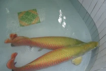 "Thú" nuôi cá cảnh khủng, tiền tỷ của đại gia Việt