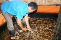 Sự thật chuyện vỗ béo lươn bằng thuốc tránh thai