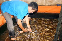 Sự thật chuyện vỗ béo lươn bằng thuốc tránh thai