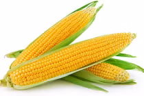 Ăn mỗi sáng một bắp ngô trong 1 tuần, điều kỳ diệu xảy ra