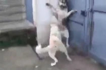 Làm chó con giật mình, chó bố bị chó mẹ "dằn mặt"