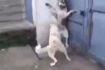 Làm chó con giật mình, chó bố bị chó mẹ "dằn mặt"