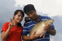 Gặp "Vua cá chép giòn đất Bắc" kiếm tiền tỷ mỗi năm