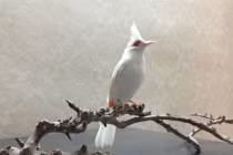 Chim quý giá khủng - núi tiền của đại gia Việt