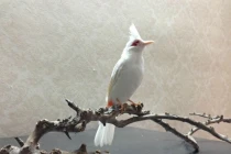 Chim quý giá khủng - núi tiền của đại gia Việt