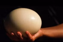 Cách người ta biến trứng đà điểu thành bánh bông lan