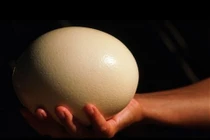 Cách người ta biến trứng đà điểu thành bánh bông lan