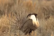 Điệu nhảy ấn tượng của gà gô Gunnison