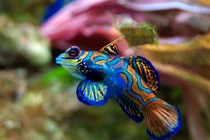 Cá trạng nguyên tiền triệu hút hồn dân chơi Việt