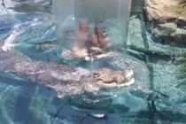 Ghê rợn cảnh người bơi cùng cá sấu trong "lồng tử thần"