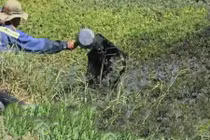 Vạch trần công nghệ tắm nhớt xe hơi cho rau muống