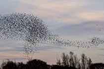 14.000 con chim bay thành hình khủng long ngoạn mục