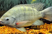 Công nghệ sản xuất giày từ... da cá rô phi kỳ diệu