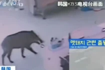 Lợn rừng điên cuồng xông vào nhà hàng gây náo loạn