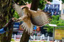 Tận mắt chim đại bàng bay lượn giữa phố Hà Nội