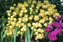 Ngắm hoa bạc triệu ở chợ phiên cây cảnh độc nhất HN