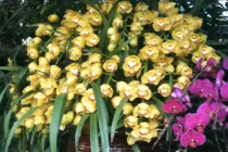 Ngắm hoa bạc triệu ở chợ phiên cây cảnh độc nhất HN