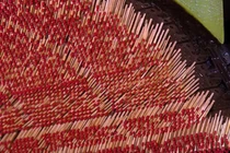 Quy trình làm diêm tỉ mỉ đến kinh ngạc