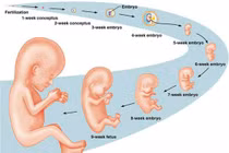 Video dễ hiểu nhất về 42 tuần phát triển của thai nhi