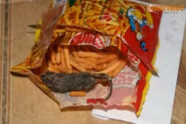 Bim bim “sinh vật lạ”... dọa người dùng