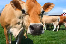 Sự thật ngã ngửa đằng sau câu nói “ngu như bò“