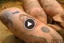 Kỳ lạ đàn lợn xăm mình giá 2 tỷ đồng một con