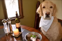 Chết cười với chú chó ăn tạp nhất quả đất