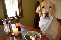 Chết cười với chú chó ăn tạp nhất quả đất